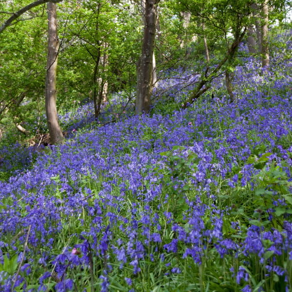 Bluebell (Hyacinthoides non-scripta) Flowers