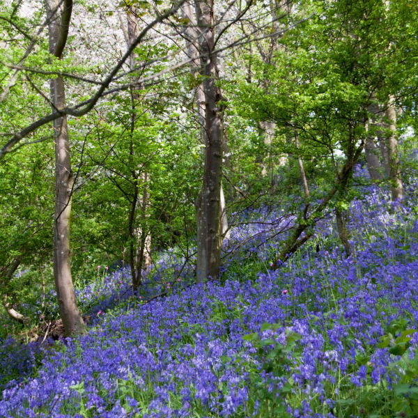 Bluebell (Hyacinthoides non-scripta) Flowers