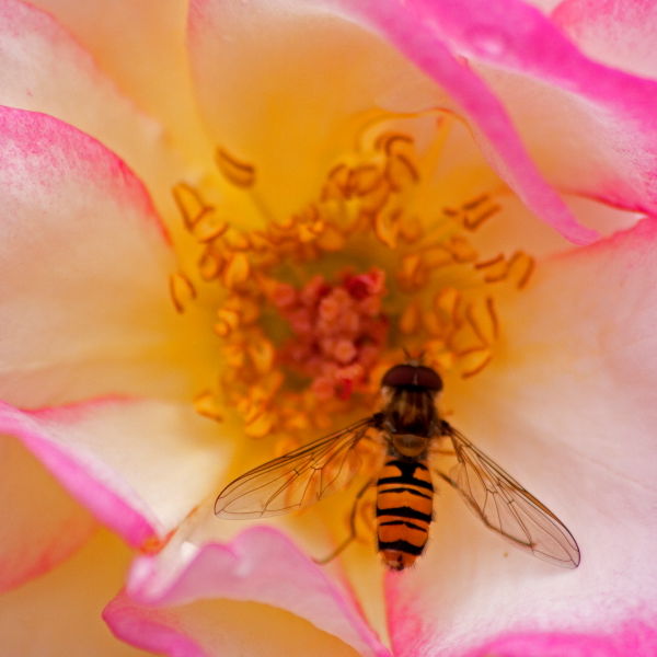 Rose (Rosa) Flower with Bee