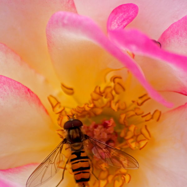 Rose (Rosa) Flower with Bee