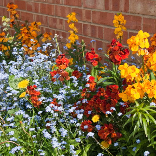 Garden Flowers