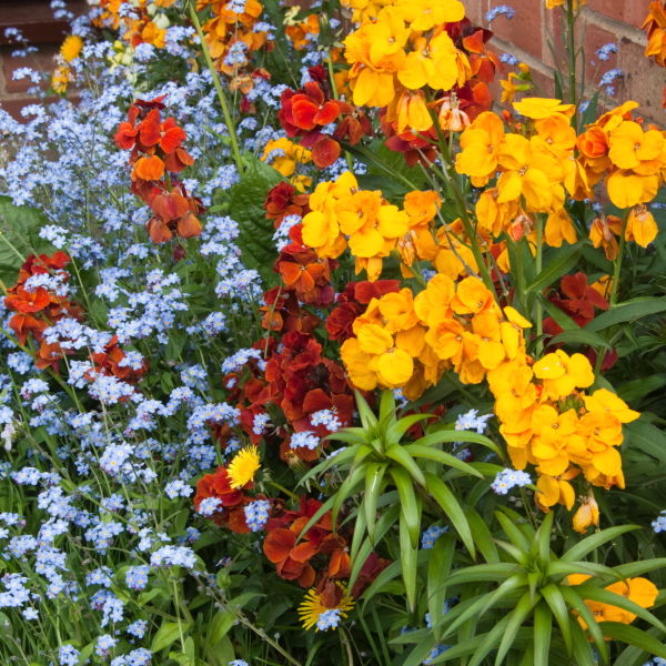 Garden Flowers