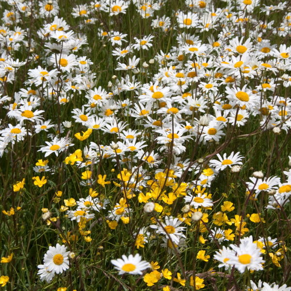 Daisy Flowers (Bellis perennis)
