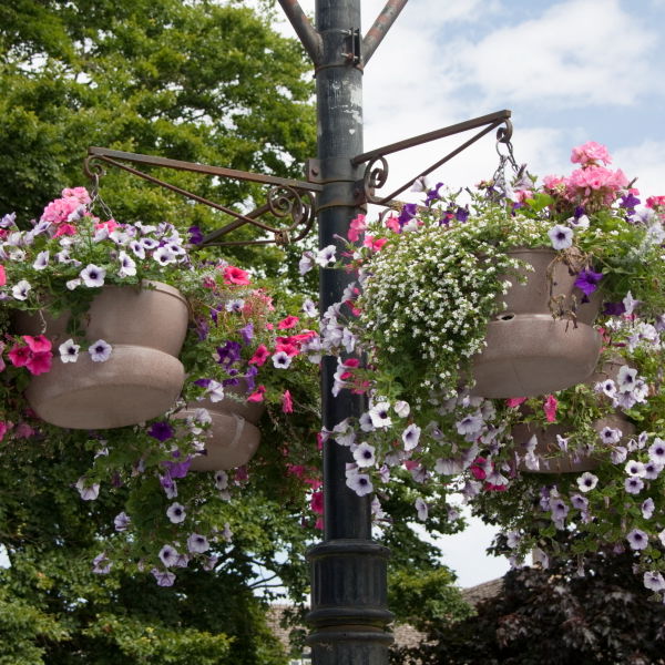 Hanging Baskets Flowers