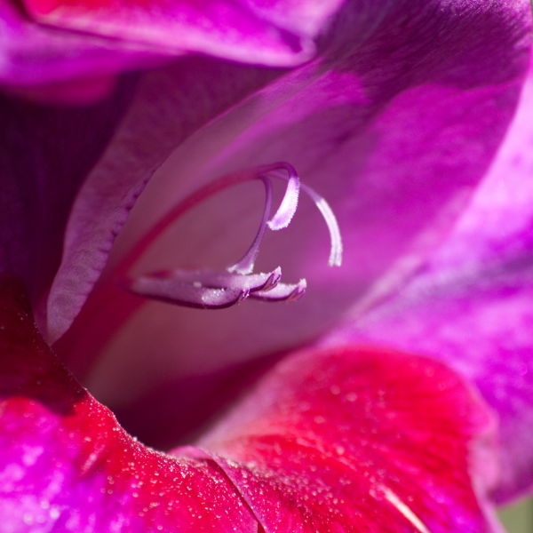 Asiatic Lily (Lilium)