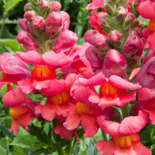 Snap Dragon (Antirrhinum)