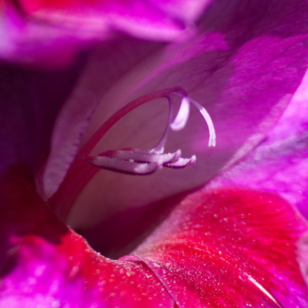 Asiatic Lily (Lilium)
