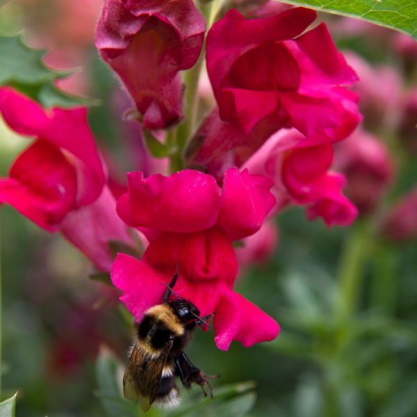 Snap Dragon (Antirrhinum) Bee