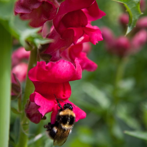 Snap Dragon (Antirrhinum) Bee