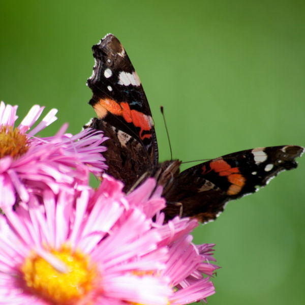 Red Admiral Butterfly (Vanessa atalanta) Daisy Flower
