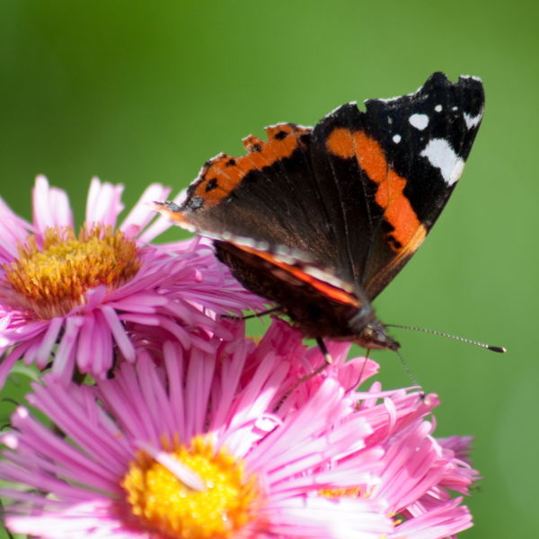 Red Admiral Butterfly (Vanessa atalanta) Daisy Flower