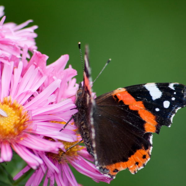 Red Admiral Butterfly (Vanessa atalanta) Daisy Flower