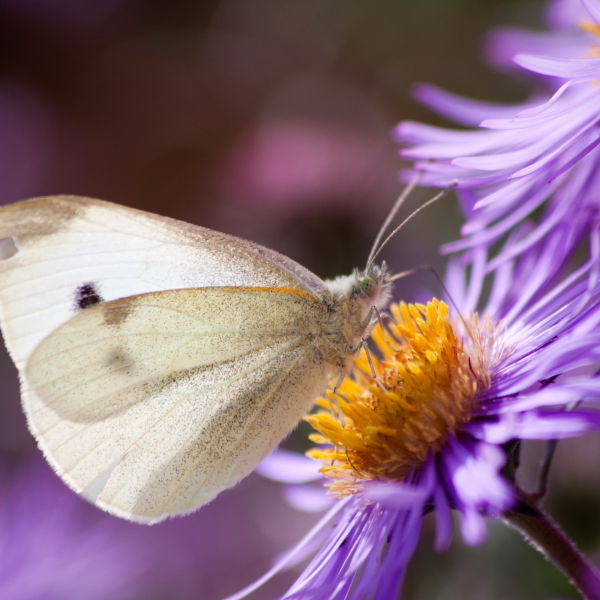 Small White Butterfly (Pieris rapae) Daisy Flower Bellis perennis