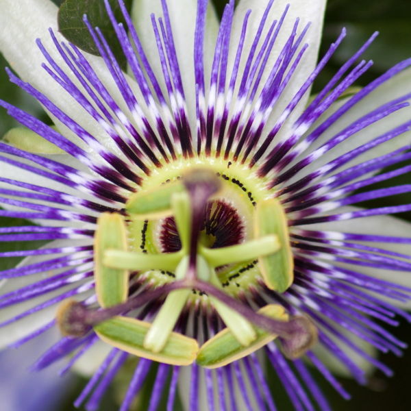 Passion Flower (passiflora incarnata )
