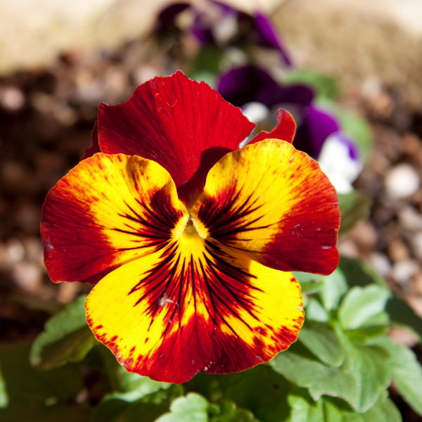 Pansy (Viola tricolor) Flower