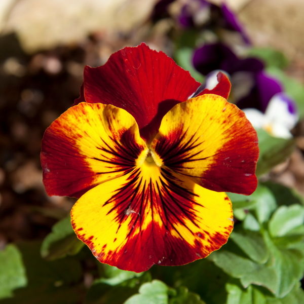 Pansy (Viola tricolor) Flower