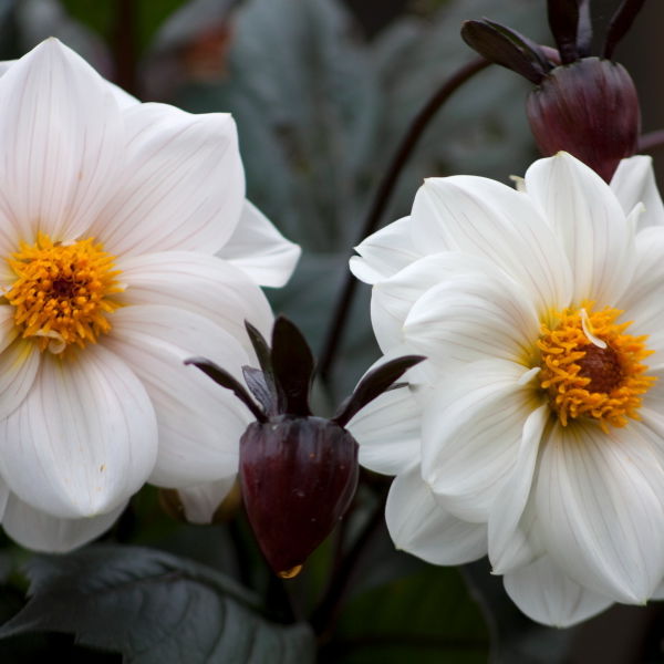 Dahlia Flower ( pinnata Cav)