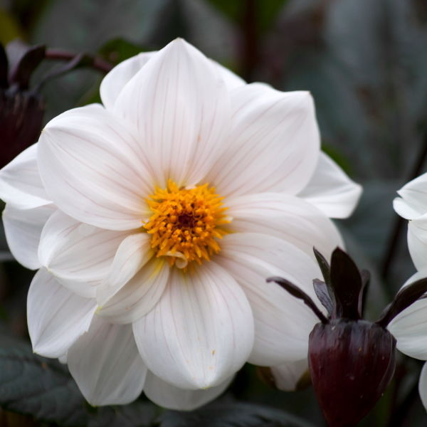 Dahlia Flower ( pinnata Cav)