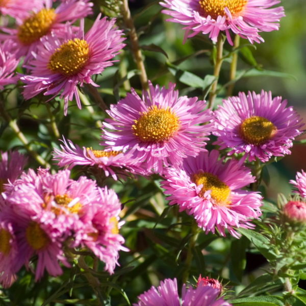 Daisy Flowers (Bellis perennis)