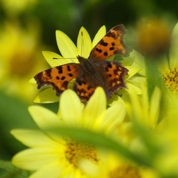 Comma Butterfly (Polygonia c-album) on Daisy (Bellis perennis) Flower