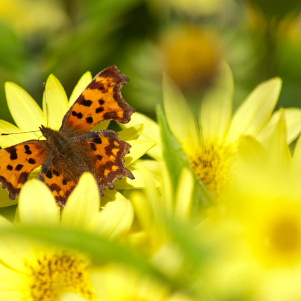 Comma Butterfly (Polygonia c-album) on Daisy (Bellis perennis) Flower