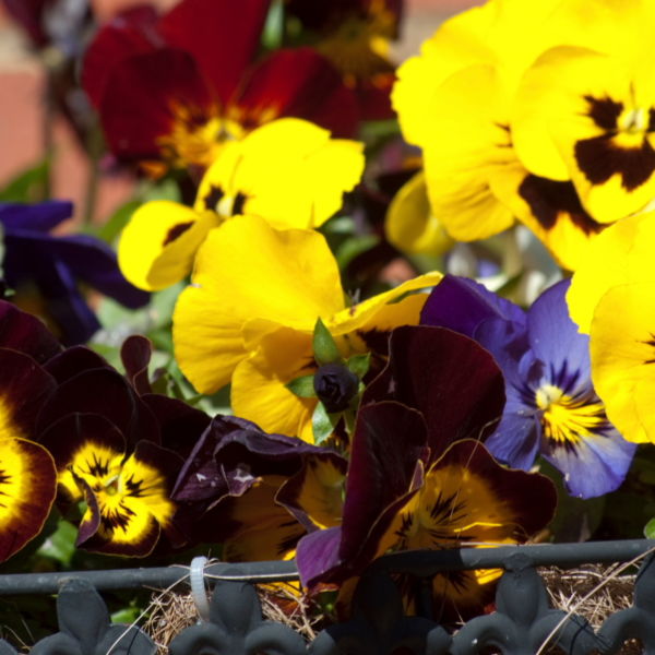 Pansy (Viola tricolor) Flower