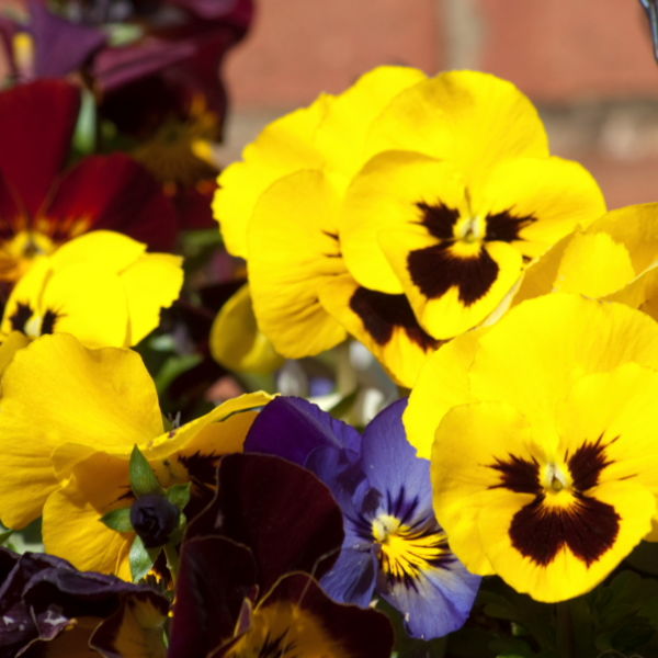 Pansy (Viola tricolor) Flower