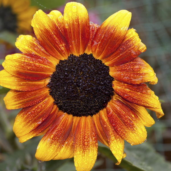 Sunflower (Helianthus annuus)