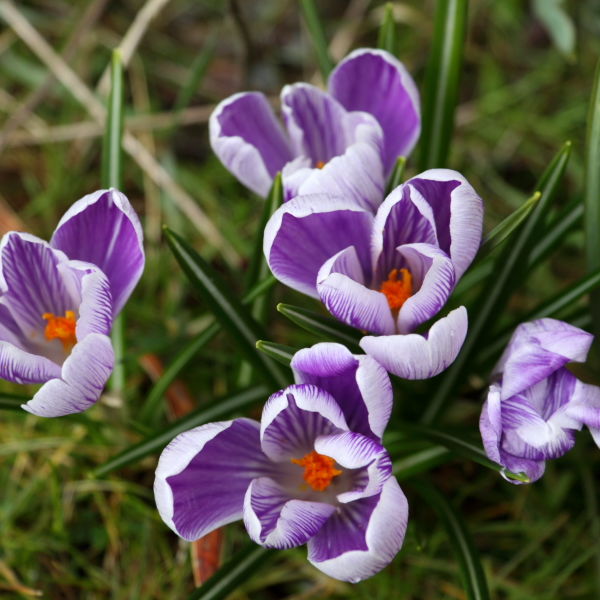 Crocus Flowers (Crocus)