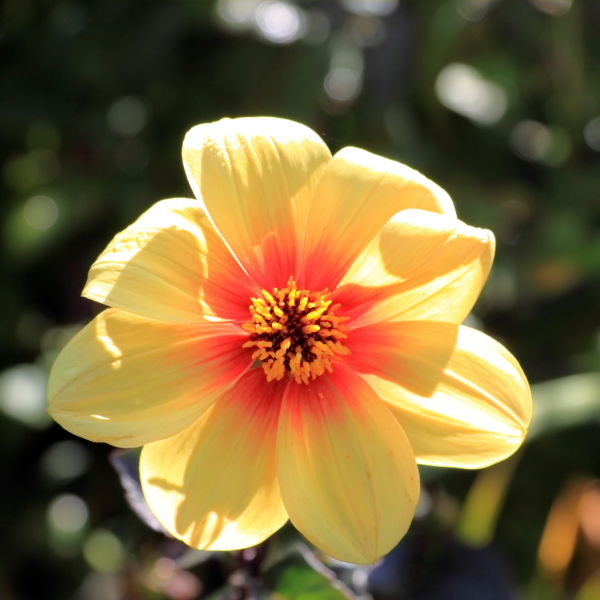 Dahlia Flower ( pinnata Cav)