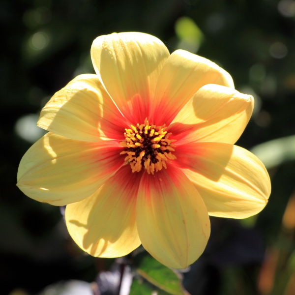 Dahlia Flower ( pinnata Cav)
