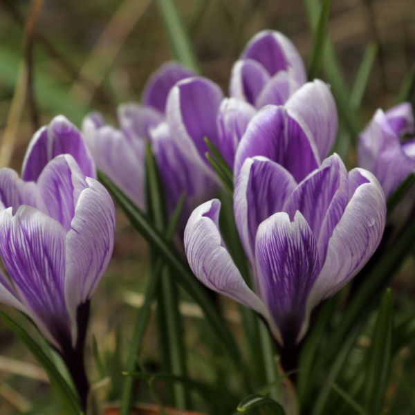 Crocus Flowers (Crocus)