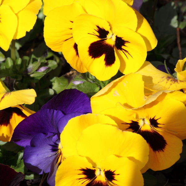 yellow Pansy (Viola) Flower