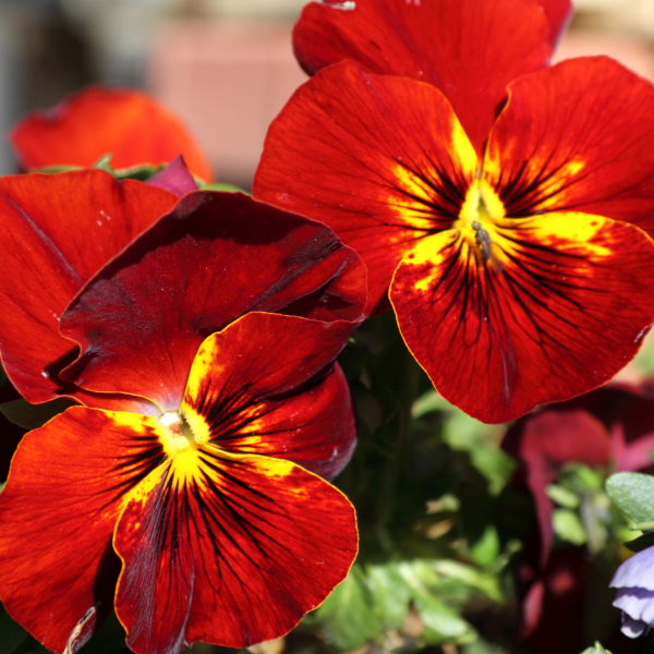 Pansy (Viola tricolor) Flower