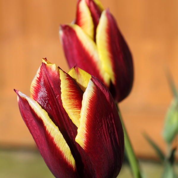 Tulip Flower (Tulipa)