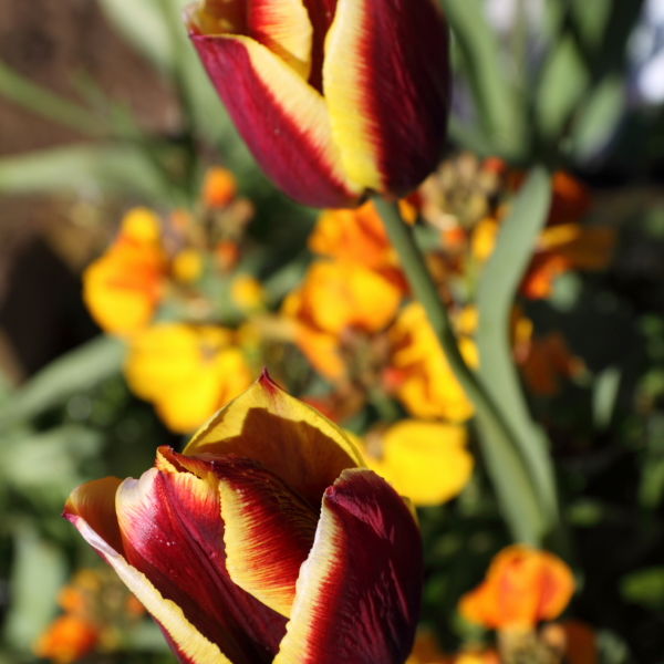Tulip Flower (Tulipa)