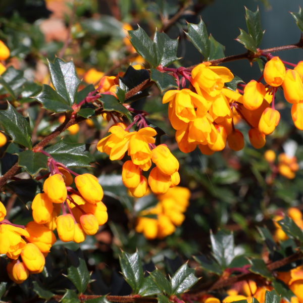 Evergreen Scrub with Orange Flowers