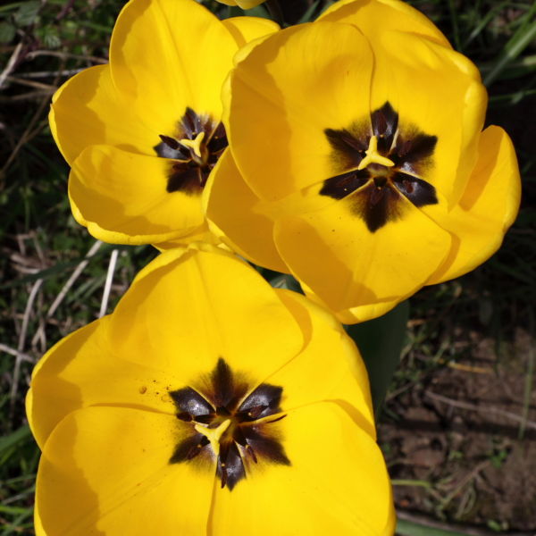 Tulip Flower (Tulipa)