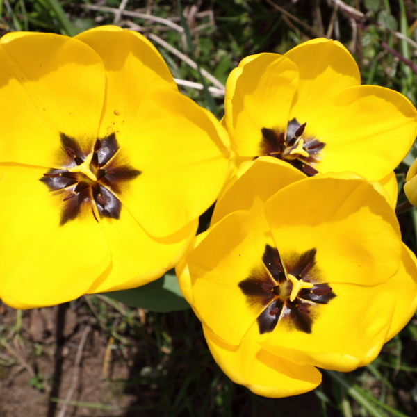 Tulip Flower (Tulipa)