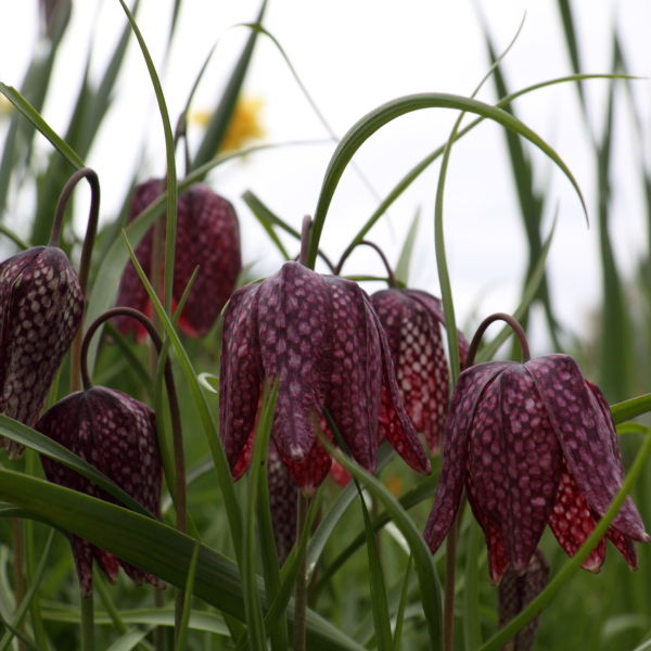Snakes Head (Fritillaria meleagris) Flowers