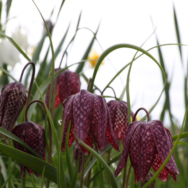 Snakes Head (Fritillaria meleagris) Flowers