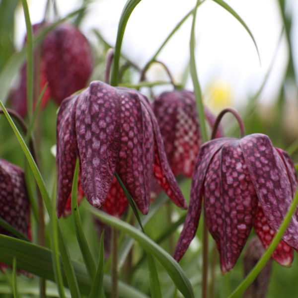 Snakes Head (Fritillaria meleagris) Flowers