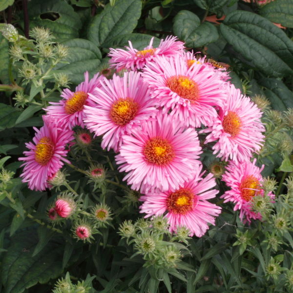 Daisy Flowers (Bellis perennis)