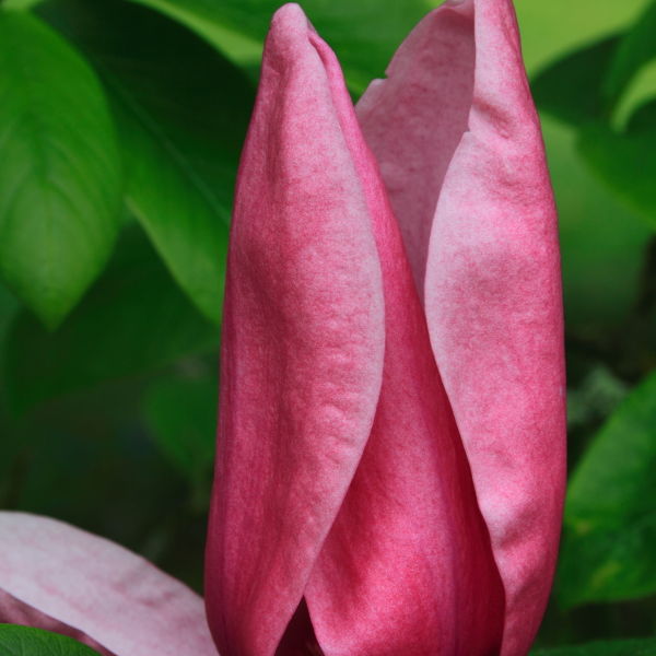 magnolia (Magnolia) pink Flower