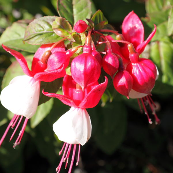 Fuchsia (Fuchsia) Flower