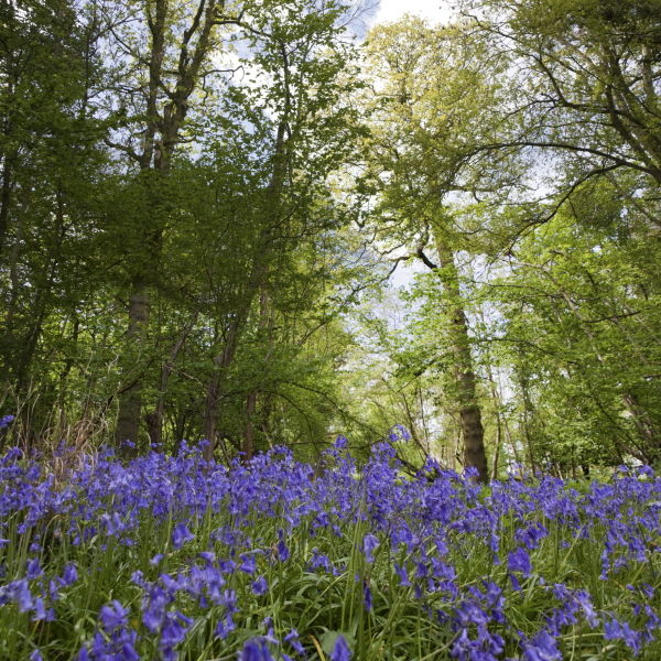 Bluebell (Hyacinthoides non-scripta) Flowers