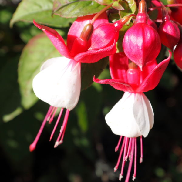 Fuchsia (Fuchsia) Flower