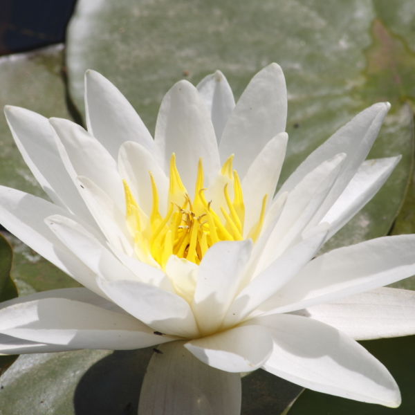 Water Lily (Nymphaeaceae) Flower