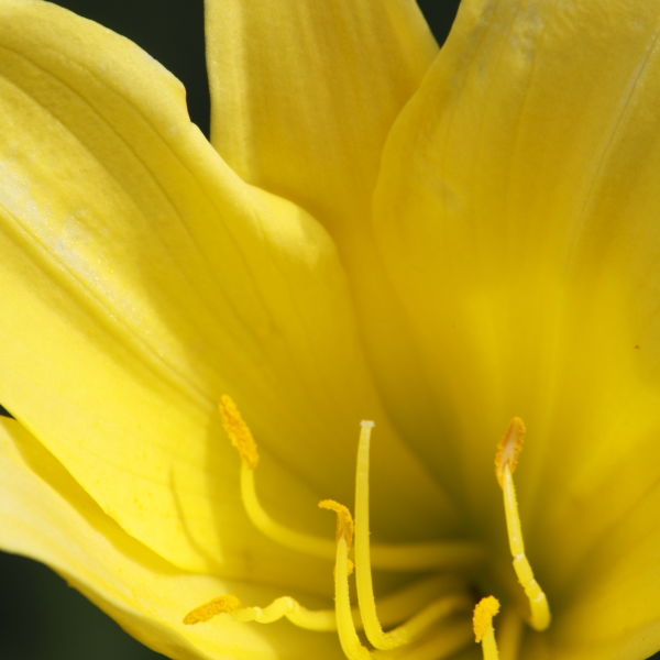 Lily (Lilium) Flower
