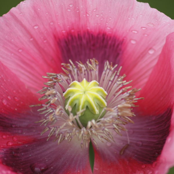 Poppy (Papaverales) Flower